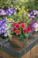 prima-belarina-carmen_primula-vulgaris_79178_5.jpg
