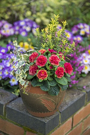prima-belarina-carmen_primula-vulgaris_79178_5.jpg