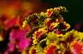 coleus-7297733_1280.jpg