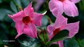 Mandevilla sanderi Sundaville® Classic Pink.jpg