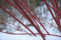 red-dogwood-271264_1280.jpg