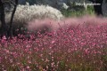 gaura-7606523_1280.jpg