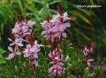 gaura-lindheimeric-6589129_1280.jpg