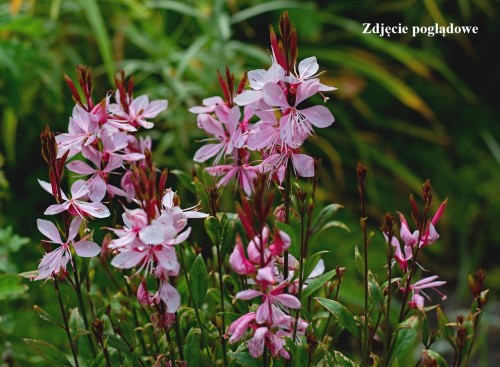 gaura-lindheimeric-6589129_1280.jpg