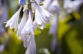 plantain-lily-1546078_1280.jpg