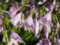 plantain-lily-671671_1280.jpg