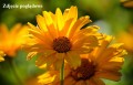 sun-eye-9716211_1280.jpg