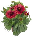 Gaillardia Arizona Red Shades_wm.jpg