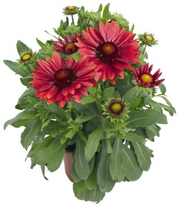 Gaillardia 'Arizona Red Shades' C2