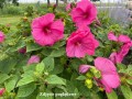 Hibiscus moscheutos Summerific 'Watermelon Ruffles'.jpg