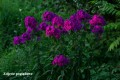 phlox.jpg
