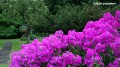 phlox1.jpg