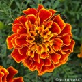 super-hero-orange-flame_tagetes-patula_47145_1.jpg