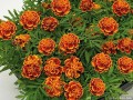 super-hero-orange-flame_tagetes-patula_47145_2.jpg
