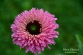 Jeżówka Bolero 'Pink'.jpg