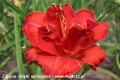 Hemerocallis Moses Fire_wm.jpg