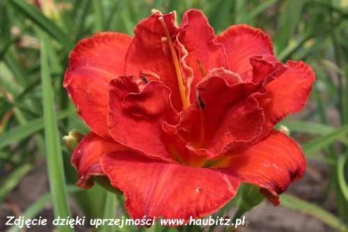 Hemerocallis Moses Fire_wm.jpg