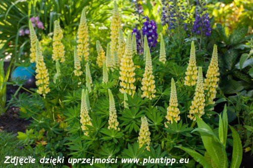 Lupinova Lenora-12_zw.jpg