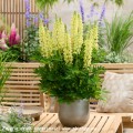 Lupinus Lupinova Lenora (6)_zw.jpg