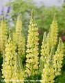 Lupinus Lupinova Lenora (11)_zw.jpg