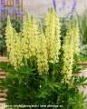 Lupinus Lupinova Lenora (12)_zw.jpg