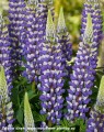 Lupinus Lupinova Cierra (7)_zw.jpg