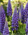 Lupinus Lupinova® Lyanna (1)_zw.jpg