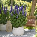 Lupinus Lupinova® Lyanna (2)_zw.jpg