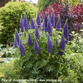 Lupinus Lupinova® Lyanna (3)_zw.jpg