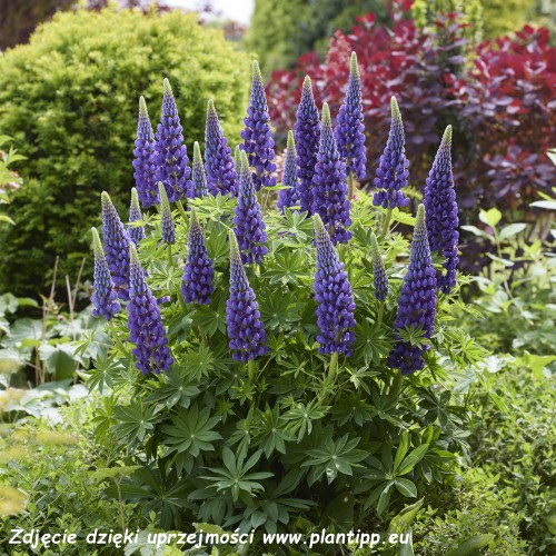 Lupinus Lupinova® Lyanna (3)_zw.jpg