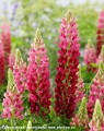 Lupinus Lupinova Cutie (10)_zw.jpg