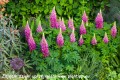Lupinus Lupinova Cutie (16)_zw.jpg