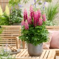 Lupinus Lupinova Cutie (20)_zw.jpg