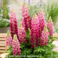 Lupinus Lupinova Cutie (21)_zw.jpg