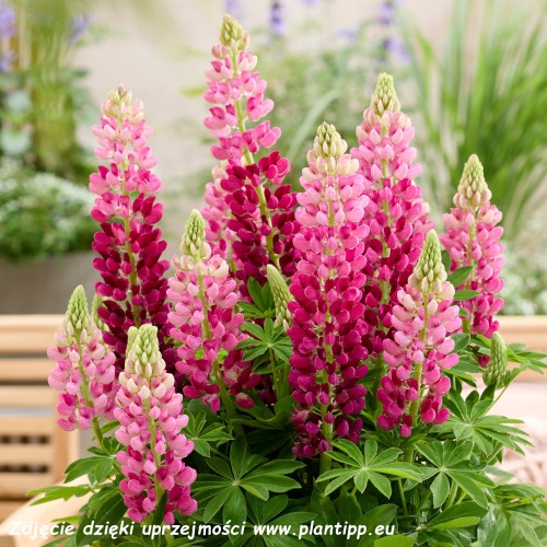 Lupinus Lupinova Cutie (21)_zw.jpg