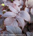 Astilbe Chocolate Shogun-3-D.jpg