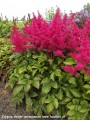 Astilbe Younique Ruby Red-2-D.jpg