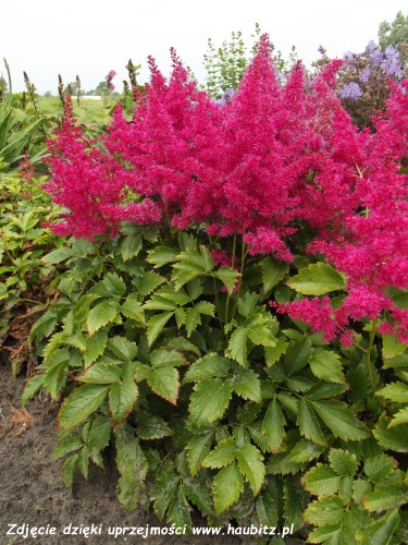 Astilbe Younique Ruby Red-2-D.jpg
