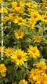 Heliopsis helianth. Oriole -D- 1.jpg