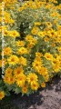 Heliopsis helianth. Oriole -D- 2.jpg