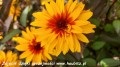 Heliopsis helianth. Yellow Spider -D- 1.jpg