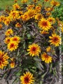 Heliopsis Yellow Spider -D-.jpg