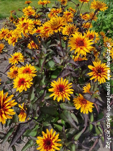Heliopsis Yellow Spider -D-.jpg