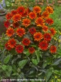 Heliopsis Fire Twister -DCN- 2.jpg