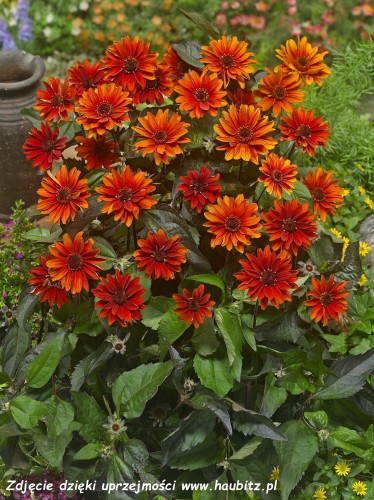 Heliopsis Fire Twister -DCN- 2.jpg