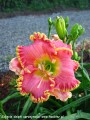 Hemerocallis Diva's Choice-2-D.jpg