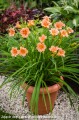 Hemerocallis EveryDaylily Pink Wing-1-D.jpg