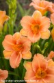 Hemerocallis EveryDaylily Pink Wing-3-D.jpg