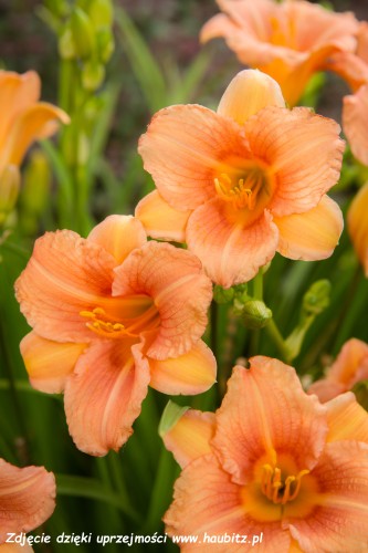 Hemerocallis EveryDaylily Pink Wing-3-D.jpg