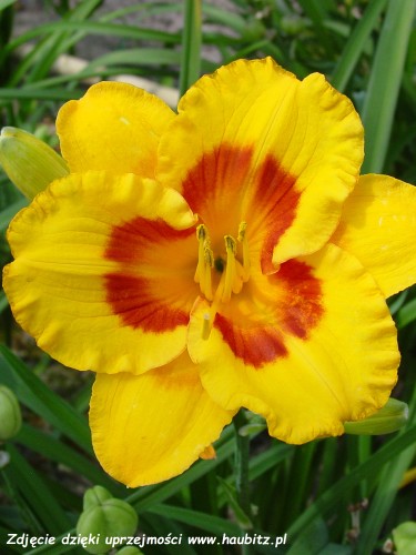 Hemerocallis Fooled Me-2-D.jpg
